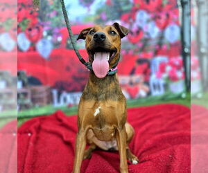 Rhodesian Ridgeback-Unknown Mix Dogs for adoption in Long Beach, CA, USA