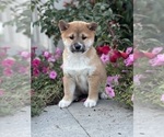 Small #4 Shiba Inu