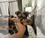 Small #8 Yorkshire Terrier