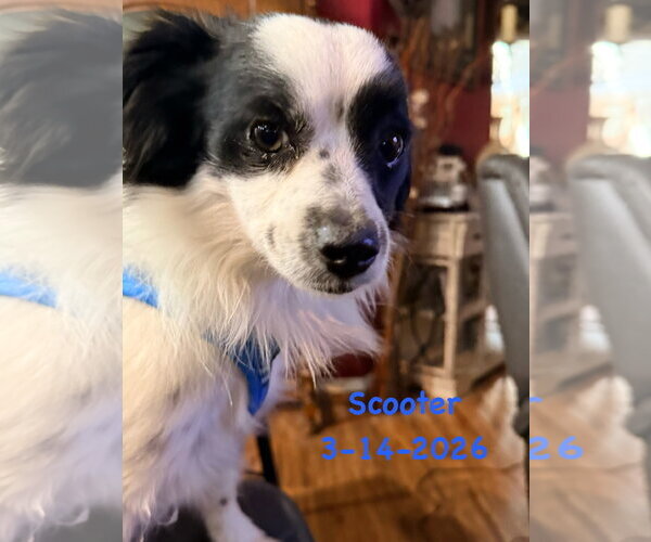 Medium Photo #1 Chihuahua-Unknown Mix Puppy For Sale in Grafton, WI, USA