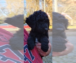 Sheepadoodle Puppy for sale in EDEN VALLEY, MN, USA