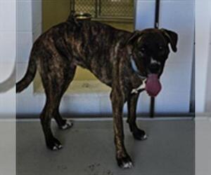 Mastiff-Unknown Mix Dogs for adoption in Temple, TX, USA