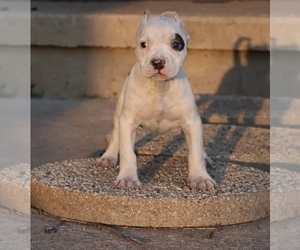 American Bully Puppy for sale in CHAMPAIGN, IL, USA