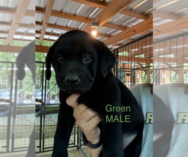 Medium Photo #8 Labrador Retriever Puppy For Sale in ROCKMART, GA, USA