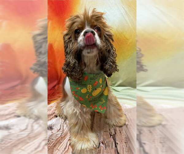Medium Photo #7 Cocker Spaniel Puppy For Sale in Arlington, VA, USA