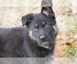 Small Photo #15 German Shepherd Dog Puppy For Sale in NOBLE, OK, USA