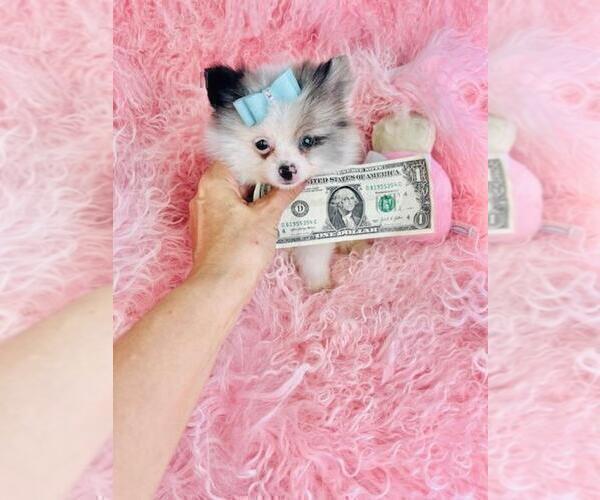 Medium Photo #14 Pomeranian Puppy For Sale in FT LAUDERDALE, FL, USA
