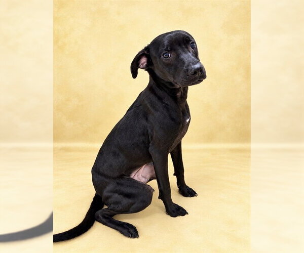Medium Photo #1 Labrador Retriever Puppy For Sale in Fayetteville, NC, USA