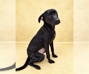 Labrador Retriever Dogs for adoption in Fayetteville, NC, USA