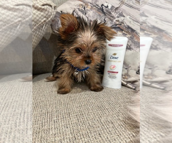 Medium Photo #4 Yorkshire Terrier Puppy For Sale in PALMDALE, CA, USA