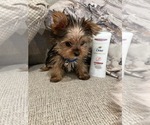 Small #3 Yorkshire Terrier