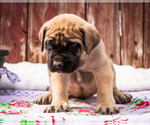 Small Photo #9 Mastiff Puppy For Sale in WAKARUSA, IN, USA