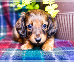 Small #6 Dachshund