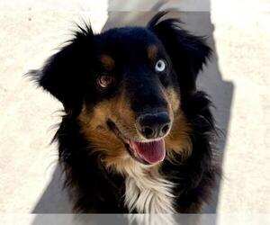 Australian Shepherd Dogs for adoption in Pueblo, CO, USA