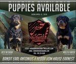 Small Photo #1 Rottweiler Puppy For Sale in ANGIER, NC, USA