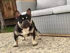 Small Photo #1 French Bulldog Puppy For Sale in VACAVILLE, CA, USA