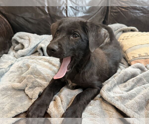 Medium Photo #7 Labrador Retriever-Unknown Mix Puppy For Sale in The Woodlands, TX, USA