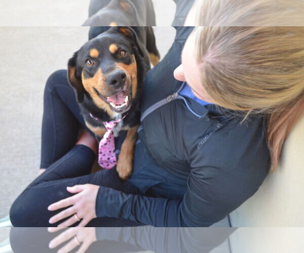 Medium Photo #3 Mutt Puppy For Sale in McKinney, TX, USA