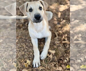 Quinn - Female Labrador Retriever-Unknown Mix Dog for Adoption - Photo #8