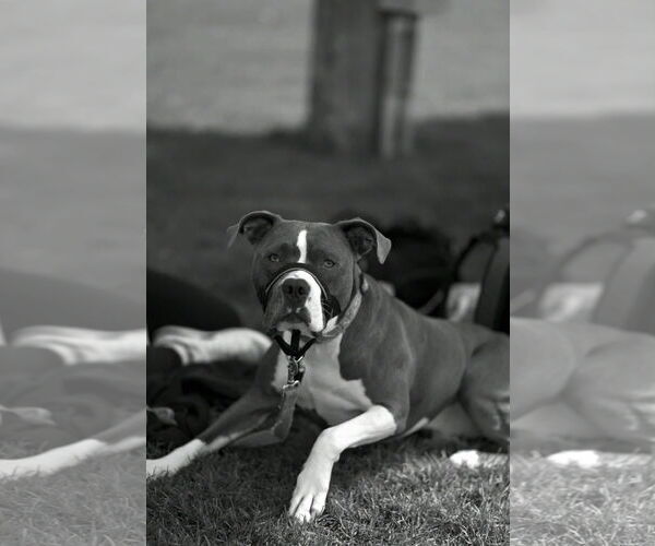 Medium Photo #6 Bull Terrier-Bulldog Mix Puppy For Sale in St. Louis Park, MN, USA