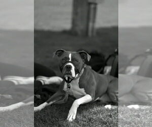 Renji - Male American Bulldog-Unknown Mix Dog for Adoption - Photo #2