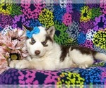 Small Photo #2 Siberian Husky Puppy For Sale in QUARRYVILLE, PA, USA