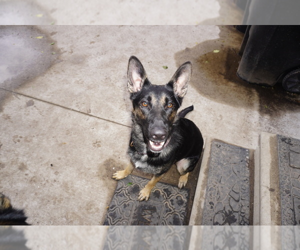 Medium Photo #1 German Shepherd Dog Puppy For Sale in DETROIT, MI, USA