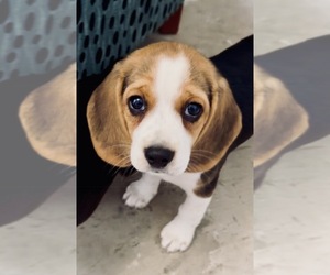 Beagle Puppy for sale in INDIANAPOLIS, IN, USA