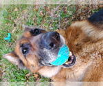 Small #10 German Shepherd Dog