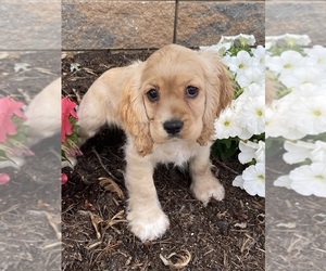 Cocker Spaniel Puppy for sale in CANOGA, NY, USA