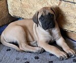 Puppy Yellow Girl Mastiff