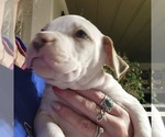 Small Photo #8 American Bully Puppy For Sale in WILLIAMSVILLE, IL, USA