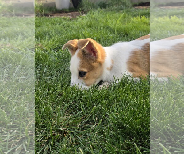 Medium Photo #4 Collie-Unknown Mix Puppy For Sale in Sandy, UT, USA