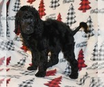 Small Photo #7 Poodle (Standard) Puppy For Sale in ASPERMONT, TX, USA