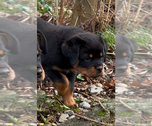 Rottweiler Puppy for sale in SHEPHERDSVILLE, KY, USA