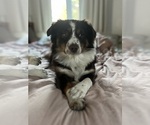 Small Photo #1 North American Shepherd Puppy For Sale in BERLIN, MA, USA