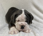 Small Photo #27 Olde English Bulldogge Puppy For Sale in CHETEK, WI, USA