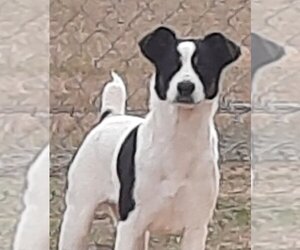 Jack Russell Terrier-Unknown Mix Dogs for adoption in Eastman, GA, USA