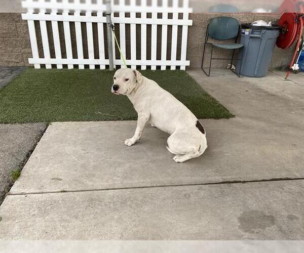Medium Photo #1 Boxer-Unknown Mix Puppy For Sale in Modesto, CA, USA