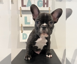 French Bulldog Puppy for sale in LAKE STATION, IN, USA