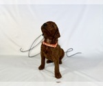 Small #2 Goldendoodle