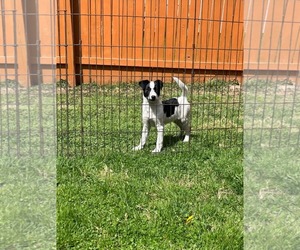 Labrador Retriever-Unknown Mix Dogs for adoption in SHERBURNE, NY, USA