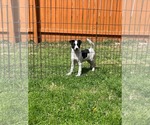 Small Labrador Retriever Mix