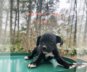 Boxer-Jack Russell Terrier Mix Puppy for sale in DALLAS, GA, USA