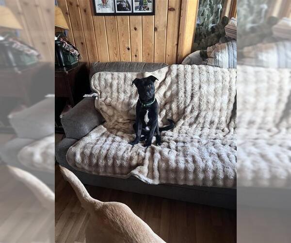 Medium Photo #1 Labrador Retriever-Unknown Mix Puppy For Sale in Fairbanks, AK, USA