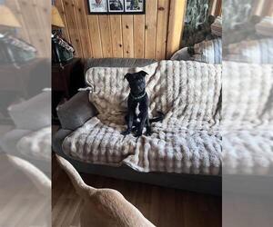 Labrador Retriever-Unknown Mix Dogs for adoption in Fairbanks, AK, USA