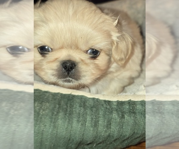 Medium Photo #2 Pekingese Puppy For Sale in COLUMBIA, SC, USA