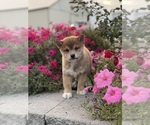 Small #6 Shiba Inu