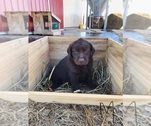 Labrador Retriever Puppy for sale in NICKERSON, KS, USA