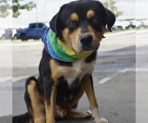 Rottweiler-Unknown Mix Dogs for adoption in San Antonio, TX, USA